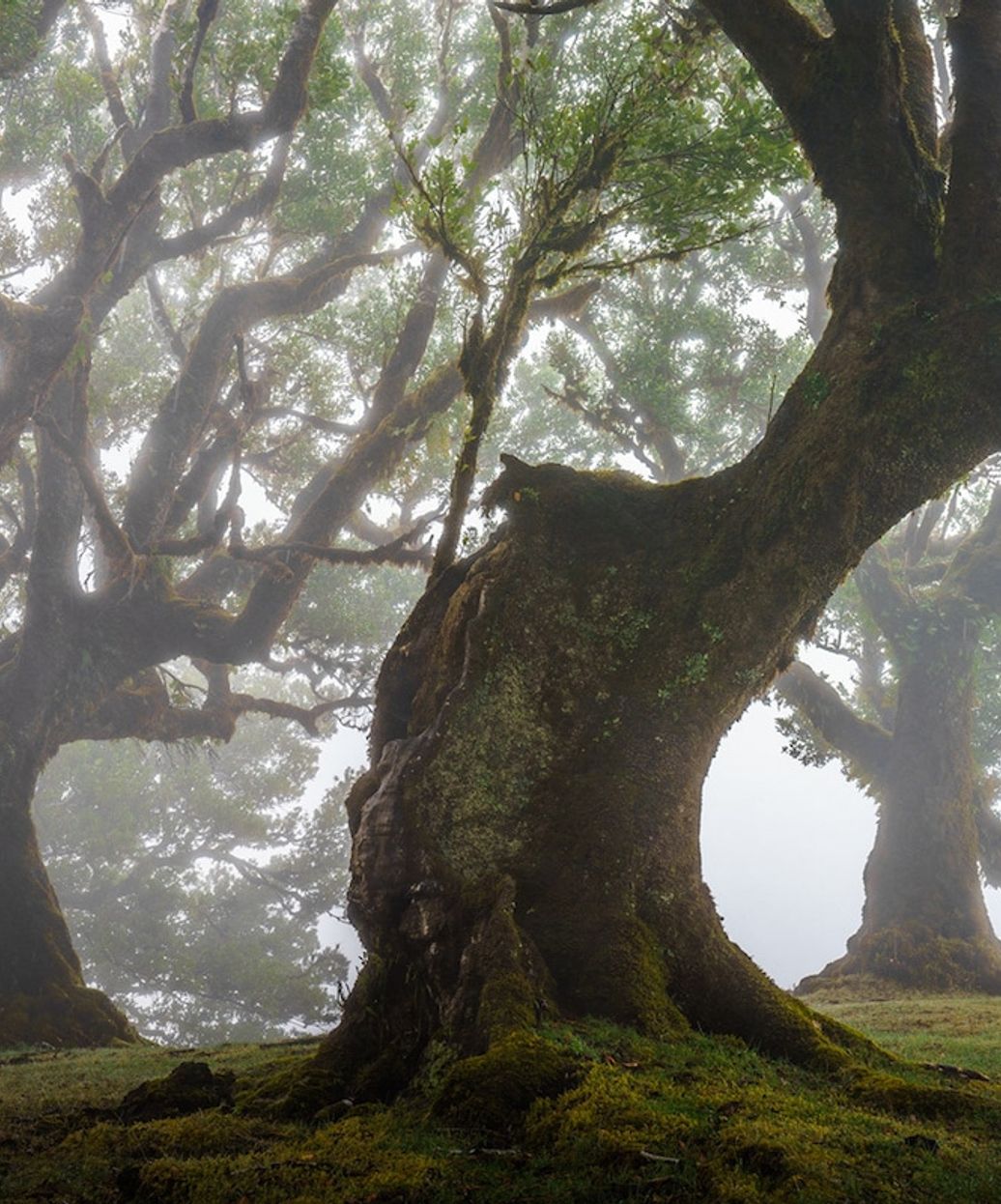 Tree in nature